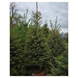 Black Hills Spruce