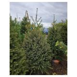 Black Hills Spruce
