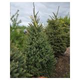 Black Hills Spruce
