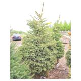 Black Hills Spruce