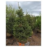 Black Hills Spruce