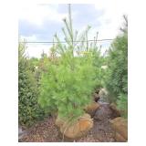 White Pine