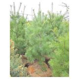 White Pine