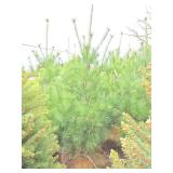 White Pine