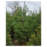 White Pine