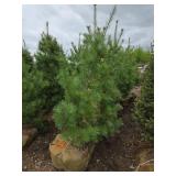 White Pine