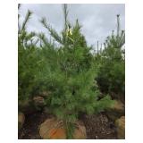 White Pine