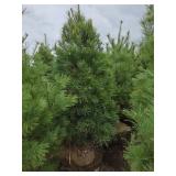 White Pine