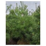 White Pine