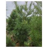 White Pine