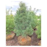 White Pine