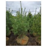 White Pine