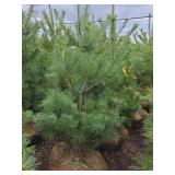 White Pine