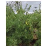 White Pine