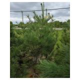 White Pine