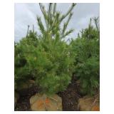 White Pine