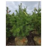 White Pine