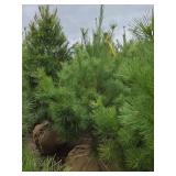 White Pine