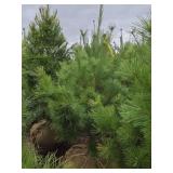 White Pine