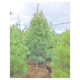 White Pine