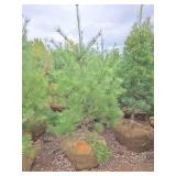 White Pine