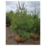 White Pine