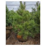 Red Pine