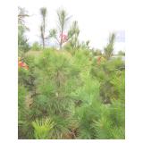 Red Pine