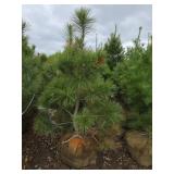 Red Pine