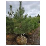 Red Pine