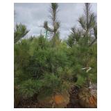 Red Pine