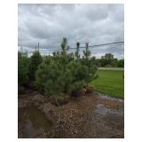 Red Pine