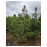 Red Pine