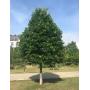 Ball & Burlap Tree Sale - Linden, River Birch, Autumn Blaze Maple, Locust, Red Maple, Black Hills Spruce, Pine