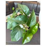 Entertainment Cabinet With 2 Live Plants