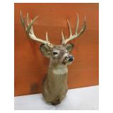 Non Typical Deer Mount With Bullet Hole in Antler