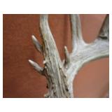 Non Typical Deer Mount With Bullet Hole in Antler