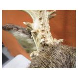 Non Typical Deer Mount With Bullet Hole in Antler