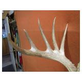 Non Typical Deer Mount With Bullet Hole in Antler