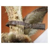 Non Typical Deer Mount With Bullet Hole in Antler