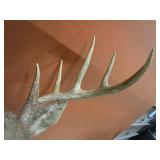 Deer Mount