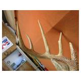 Deer Mount