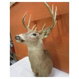 Deer Mount