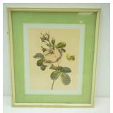 vintage framed botanical print. rose with butterfly 12.75"x 14.75"