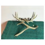 Imitation Deer Horns - One is a Candle Holder and the other is a cribbage board