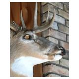 10 Point Whitetail Buck Taxidermy Head Mount - see description for more info