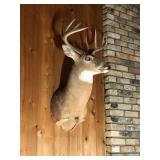 10 Point Whitetail Buck Taxidermy Head Mount - see description for more info