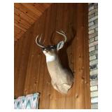 10 Point Whitetail Buck Taxidermy Head Mount - see description for more info