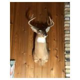 10 Point Whitetail Buck Taxidermy Head Mount - see description for more info
