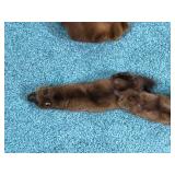 Mink Stoles - see description for more info